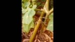 Horta Orgânica em casa / Organic vegetable garden at home