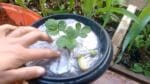 Como Plantar e adubar seu Morango (passo a passo)