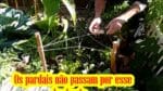 Como proteger suas plantas do ataque dos Pássaros (Pardais, etc)