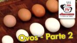 Entrevista Ovos Jovanil – Parte 2 – Tv Churrasco