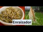 Como fazer um Potente enraizador Natural para suas Estacas