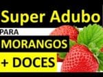 Super Adubo para deixar seus Morangos Extremamente Doces Passo a Passo