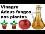Vinagre de maçã o melhor antifungos que ja usei nas minhas plantas