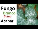 Como acabar com o fungo branco (Dica rápida)