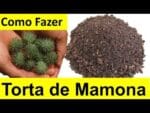 Como fazer Torta de Mamona caseira, Passo a Passo
