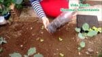 Como Plantar Alface e ter  Sucesso, da Germinação até a Colheita Passo a Passo