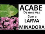 Crisantêmo, Contra larva minadora, extermine de uma vez por todas