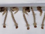 Larvas de Aedes aegypti fugindo da luz!