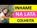 Nossa Incrivel Colheita de Inhame plantado no vaso, após 9 meses