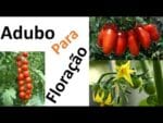 Tomates: Adubação para Segurar a florada + dica contra  Nematoides