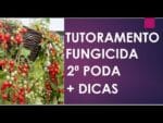 Tutoramento + 1º Fungicida + 2ª Poda, 3º video da Série ” Cuidando dos Tomateiros”