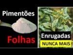 Como acabar com as Folhas enrugadas (ácaros) nos Pimentões
