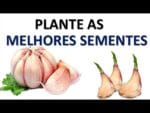 Como plantar alho, as melhores sementes!!!  canteiro e no vaso!