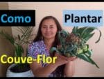 Como Plantar Couve Flor , Veja nossa incrível colheita