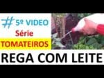Tomates- Rega com Leite +  Adubação e Poda 5º video da serie Cuidando dos tomateiros