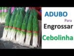 Adubo para engrossar cebolinha ( passo a passo)