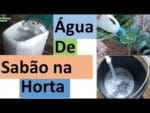 Água de sabão nas plantas! saiba usar, Combate fumagina, pulgões , cochonilhas etc