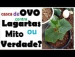 Cascas de ovo contra lagartas, resolve mesmo?