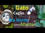 Como afastar GATO Cagão da sua horta!