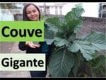 Couve Gigante ,conheça + dica de adubação e anti-pulgão!