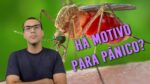 Pernilongo comum pode transmitir Zika. E DAÍ???