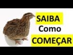 Como criar codornas do jeito mais fácil – Aprenda passo a passo