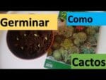 Como germinar e plantar cactos