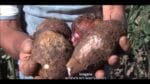 REPORTAGEM EMATER/Cultivo de Inhame Orgânico /Minas Gerais