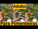 Super adubo Natural, para Pimentões e Pimenteiras