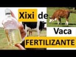 Urina de Vaca, este Biofertilizante pode transformar a sua Horta! Como Fazer.