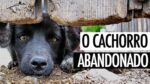 CACHORRINHO ABANDONADO UMA LINDA HISTORIA DE UM CACHORRO ADOTADO