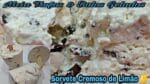 O MELHOR SORVETE DE LIMÃO   DE TODOS OS TEMPOS FÁCIL RÁPIDO E MUITO CREMOSO.