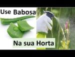Use Babosa na sua Horta e nunca mais tenha pragas