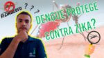 Já ter tido dengue significa imunidade contra Zika?