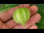 Conheça a Physalis e  os Benefícios desta incrível fruta (Plantada em vaso)