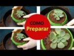 Como preparar a melhor terra para suculentas!