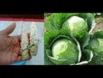 Novo método de plantar repolho, nunca mais compre!