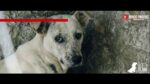 O QUE ACONTECE QUANDO SE ABANDONA UM CACHORRO