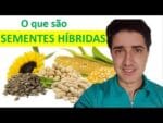 O que são sementes Híbridas? Serie “Variedades de sementes”