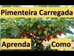 Pimenteira Carregada o ano todo! saiba como conseguir