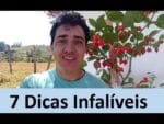 Pimenteiras : 7 dicas para ter Sucesso no cultivo