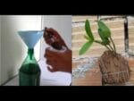 Adubo para orquídeas, NUNCA MAIS COMPRE ! faça em casa !