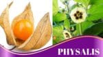 Conheça mais sobre o Physalis e os benefícios para a sua saúde