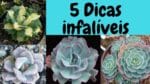 Suculentas, 5 dicas infalivéis pro sucesso no cultivo!