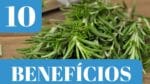 10 INCRÍVEIS Benefícios do ALECRIM que você NÃO SABIA!