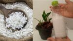 Água de arroz nas orquídeas como usar, ela  enraiza e fertiliza !