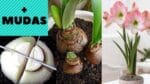 Amarilis , Técnica para produzir mudas mais rápido!