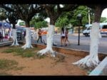Pintar ou Não Pintar, o tronco das Frutíferas. Saiba porque.
