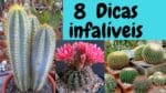 Cactos 8 Dicas infalíveis pro sucesso no cultivo!