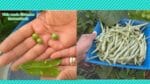 Colheita de Vargem e Ervilha   Vida verde sistemas sustentáveis